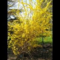 Forsythia cv. Beatrix Farrand (fam Oleacees) (01)